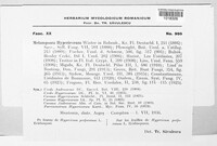Melampsora hypericorum image